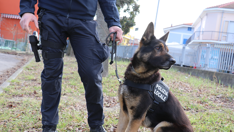 Rimini, i cani antidroga hanno fatto arrestare 44 spacciatori Rimini, i cani antidroga hanno fatto arrestare 44 spacciatori