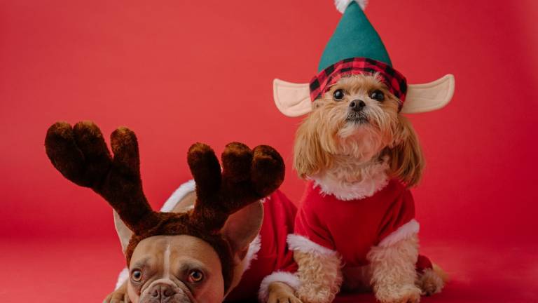 Rimini, un cucciolo non è un giocattolo: riceverlo per Natale è un impegno serio Rimini, un cucciolo non è un giocattolo: riceverlo per Natale è un impegno serio