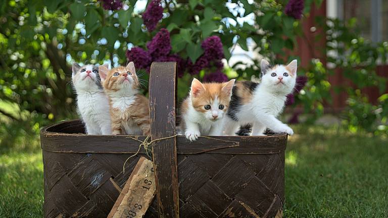 Rimini, nuovo gattile a San Martino in Venti Rimini, nuovo gattile a San Martino in Venti