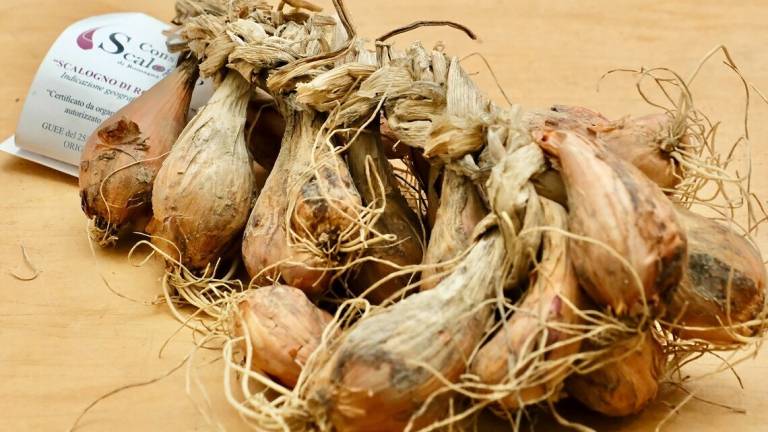 Scalogno romagnolo, sapori forti sulla tavola dell'estate Scalogno romagnolo, sapori forti sulla tavola dell'estate
