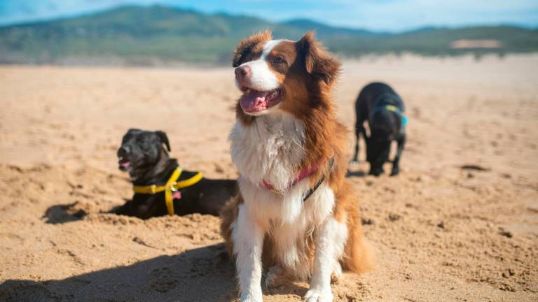 Ravenna, cani in spiaggia: le regole per il 2025 Ravenna, cani in spiaggia: le regole per il 2025