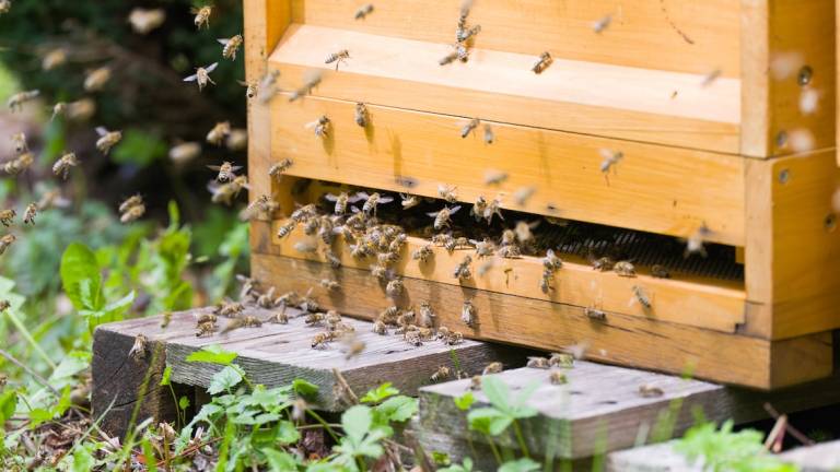 Faenza, Openjobmetis adotta 500mila api grazie alla startup cesenate Beeing Faenza, Openjobmetis adotta 500mila api grazie alla startup cesenate Beeing