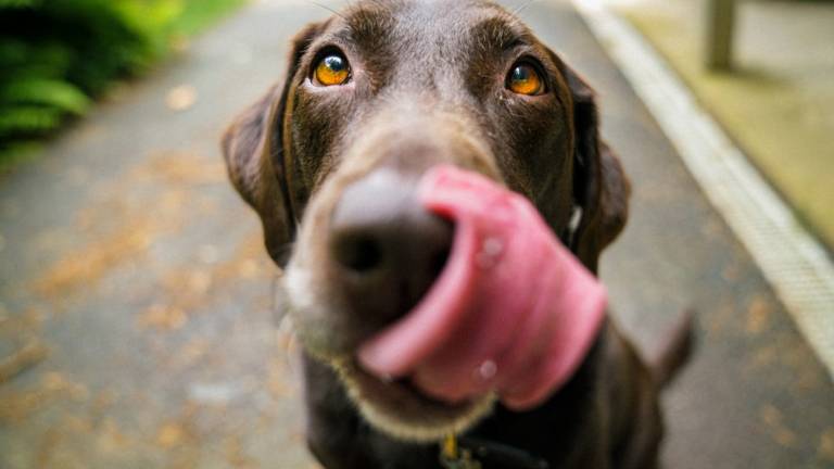 Ravenna, cani nei negozi e locali: parte la petizione Ravenna, cani nei negozi e locali: parte la petizione
