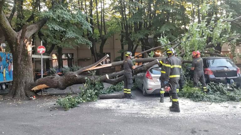 Faenza, albero crollato: un fungo la causa Faenza, albero crollato: un fungo la causa