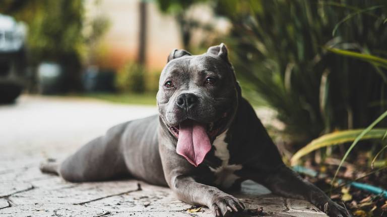 Rimini, entrano in due hotel per occuparli abusivamente e si portano anche il pitbull Rimini, entrano in due hotel per occuparli abusivamente e si portano anche il pitbull
