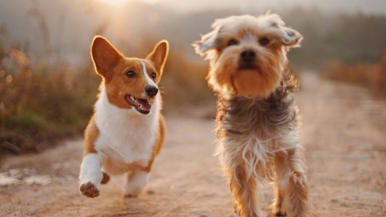 Cani avvelenati a San Marino: Taglia di 2mila euro sul colpevole Cani avvelenati a San Marino: Taglia di 2mila euro sul colpevole