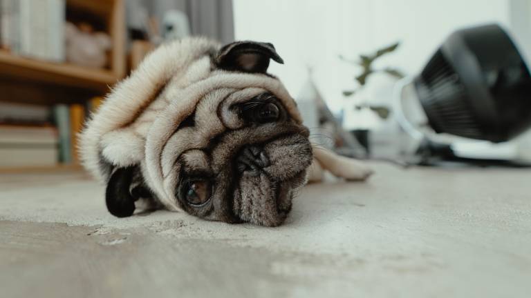 Santarcangelo, i numeri dei controlli contro il degrado ambientale i maltrattamenti agli animali Santarcangelo, i numeri dei controlli contro il degrado ambientale i maltrattamenti agli animali