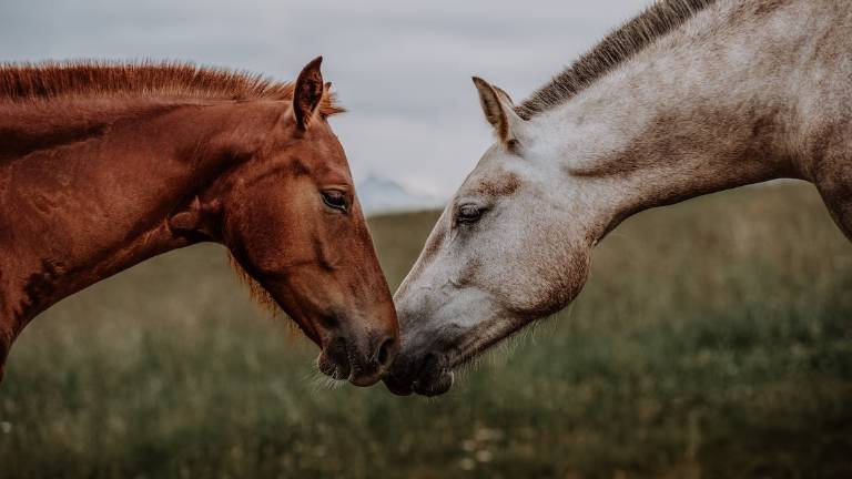 Meteo in Romagna e danni: per gli animali una task force regionale Meteo in Romagna e danni: per gli animali una task force regionale