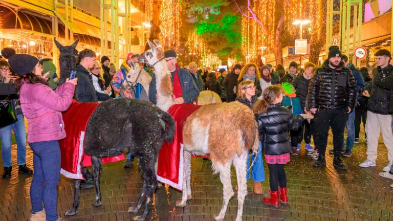 Babbo Natale è arrivato a Riccione con i lama Luna, Terra e Forza. Inaugurato il Giardino sul mare col bosco illuminato Babbo Natale è arrivato a Riccione con i lama Luna, Terra e Forza. Inaugurato il Giardino sul mare col bosco illuminato