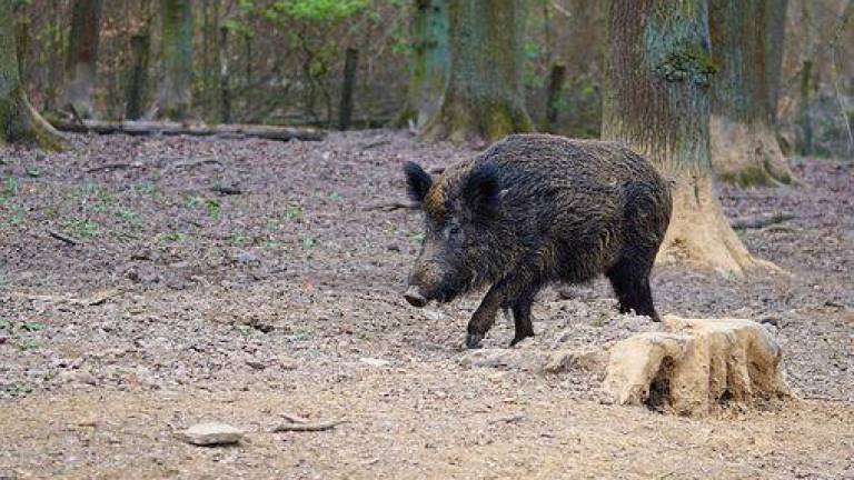 Cinghiali in Emilia-Romagna. Confagricoltura: «Abbattimenti a rilento» Cinghiali in Emilia-Romagna. Confagricoltura: «Abbattimenti a rilento»