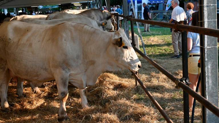 Imola, Fiera Agricola del Santerno: via alle domande di partecipazione Imola, Fiera Agricola del Santerno: via alle domande di partecipazione