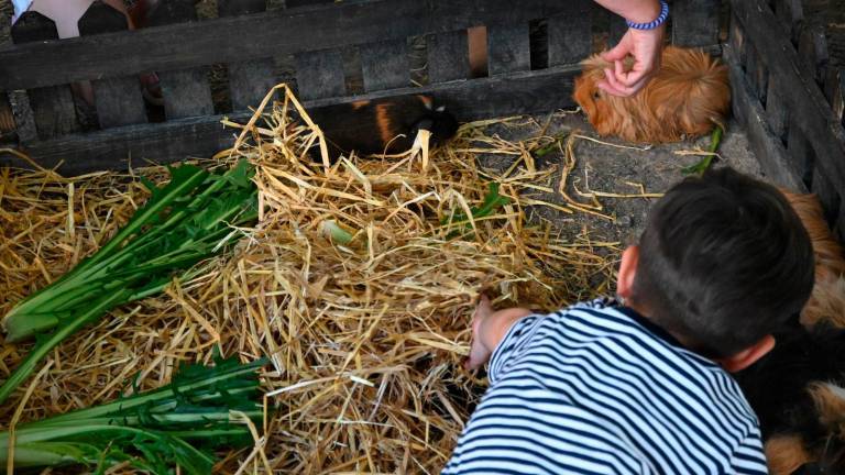 Imola, Fiera Agricola del Santerno: via alle domande di partecipazione Imola, Fiera Agricola del Santerno: via alle domande di partecipazione