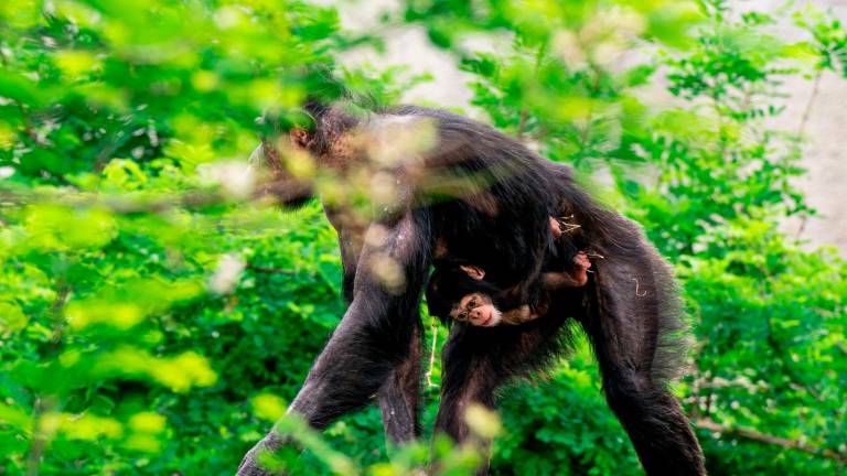 È nato Tom, il cucciolo di scimpanzè al Parco Safari di Ravenna VIDEO