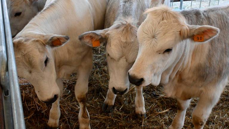 Imola, Fiera Agricola del Santerno: via alle domande di partecipazione Imola, Fiera Agricola del Santerno: via alle domande di partecipazione