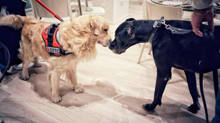 “Come fare diventare il tuo cane una star del web”: un corso a Rimini “Come fare diventare il tuo cane una star del web”: un corso a Rimini