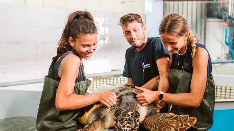 Cesenatico, le tartarughe salvate dai pescatori tornano in mare accompagnate dalle barche storiche Cesenatico, le tartarughe salvate dai pescatori tornano in mare accompagnate dalle barche storiche