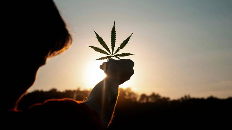 Olio di CBD: tutto quello che volevi sapere Olio di CBD: tutto quello che volevi sapere
