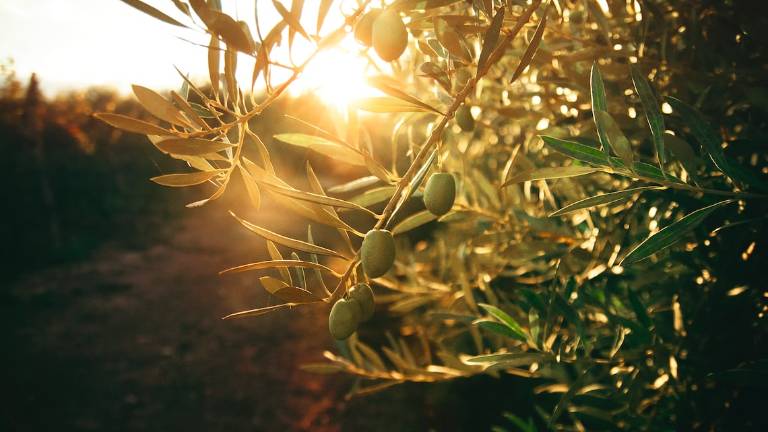 Olive, a Brisighella prevista una raccolta record di 10mila quintali Olive, a Brisighella prevista una raccolta record di 10mila quintali
