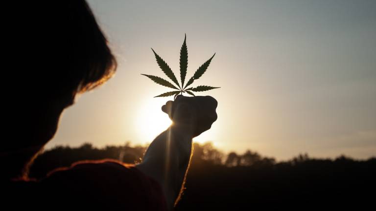 Rimini, hashish, marijuana e una pianta di canapa indiana: 58enne denunciato Rimini, hashish, marijuana e una pianta di canapa indiana: 58enne denunciato