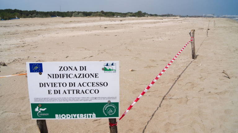 Ravenna, il fratino nidifica in spiaggia. Bagni bloccati a Marina Ravenna, il fratino nidifica in spiaggia. Bagni bloccati a Marina
