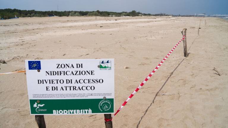 A Marina di Ravenna schiuse le prime uova di fratino: nati 3 pulli A Marina di Ravenna schiuse le prime uova di fratino: nati 3 pulli
