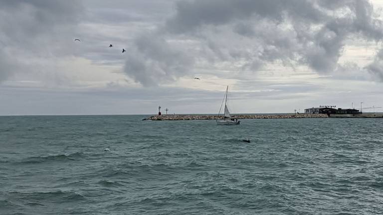 Rimini. Il delfino e la barca a vela Rimini. Il delfino e la barca a vela