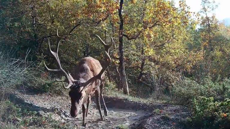 Una pozza come una piscina: il bagno del cervo nel parco delle foreste casentinesi VIDEO Una pozza come una piscina: il bagno del cervo nel parco delle foreste casentinesi VIDEO
