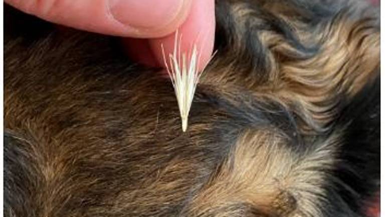 Ravenna, allarme “forasacchi” di Ancisi. «Si conficcano nel pelo dei cani e generano rischio infezioni. Il Comune viola le proprie regole» Ravenna, allarme “forasacchi” di Ancisi. «Si conficcano nel pelo dei cani e generano rischio infezioni. Il Comune viola le proprie regole»