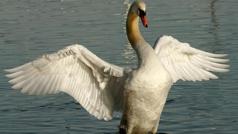 Ravenna, cigno reale ucciso dai bracconieri Ravenna, cigno reale ucciso dai bracconieri