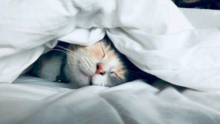 “Quel gatto ha preso l’influenza aviaria”: la scoperta allo Zooprofilattico di Forlì “Quel gatto ha preso l’influenza aviaria”: la scoperta allo Zooprofilattico di Forlì