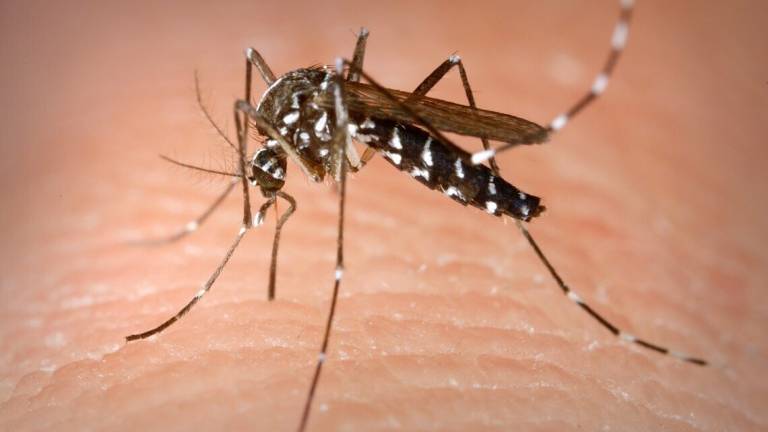 Lugo, individuato caso di West Nile. Contagiato ricoverato Lugo, individuato caso di West Nile. Contagiato ricoverato