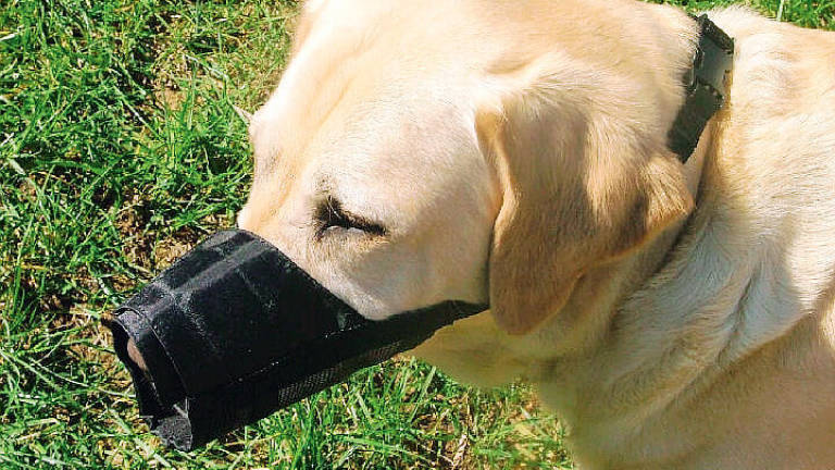 L’Enpa di Ravenna lancia una raccolta firme contro l’obbligo della museruola per i cani L’Enpa di Ravenna lancia una raccolta firme contro l’obbligo della museruola per i cani