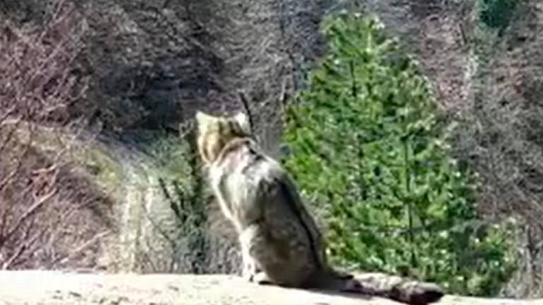 Un raro gatto selvatico sull’Appennino Romagnolo VIDEO Un raro gatto selvatico sull’Appennino Romagnolo VIDEO