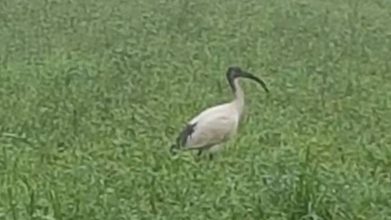 Esemplari di Ibis sacro avvistati nei campi della zona di San Vittore a Cesena - FOTOGALLERY Esemplari di Ibis sacro avvistati nei campi della zona di San Vittore a Cesena - FOTOGALLERY