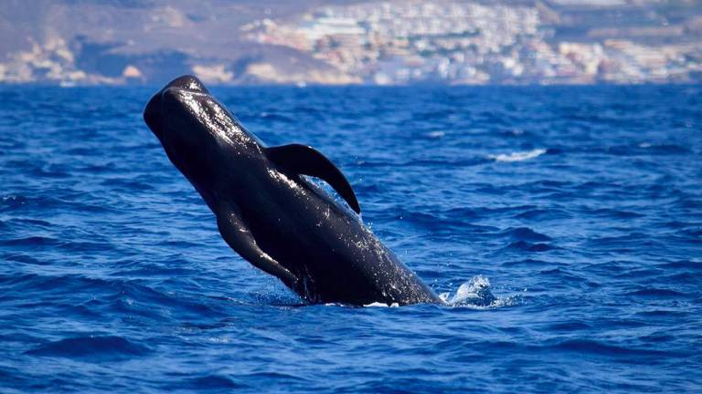 Da Rimini alle Canarie, la biologa nel paradiso dei cetacei. «Ogni anno con noi seimila persone» GALLERY