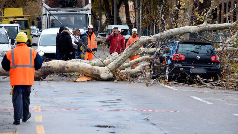 Grossa pianta crolla sull’auto in corsa e trascina i cavi della corrente. Miracolati cinque militari a bordo: andiamo ad accendere un cero Grossa pianta crolla sull’auto in corsa e trascina i cavi della corrente. Miracolati cinque militari a bordo: andiamo ad accendere un cero