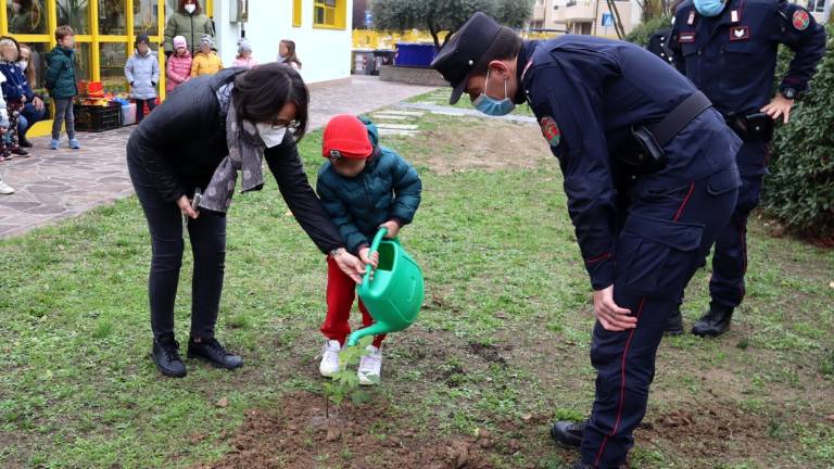 Santarcangelo, un frassino alla Scuola dell'Infanzia Flora Santarcangelo, un frassino alla Scuola dell'Infanzia Flora