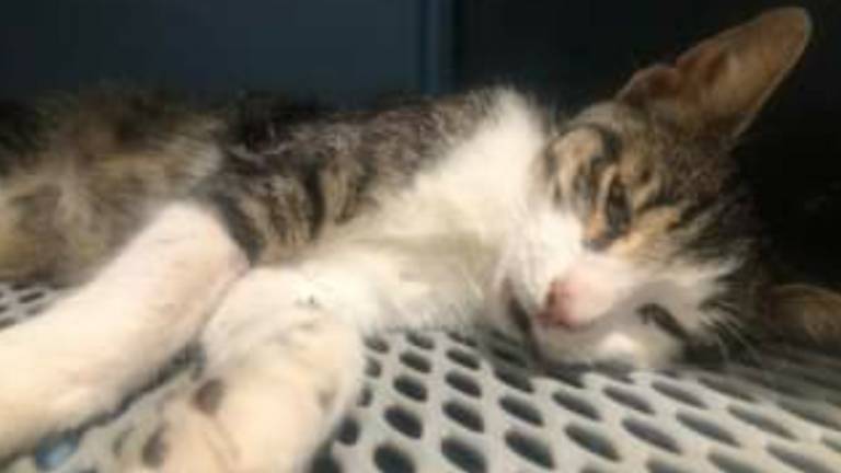 Il gatto trafitto da una freccia a Montecolombo è morto Il gatto trafitto da una freccia a Montecolombo è morto