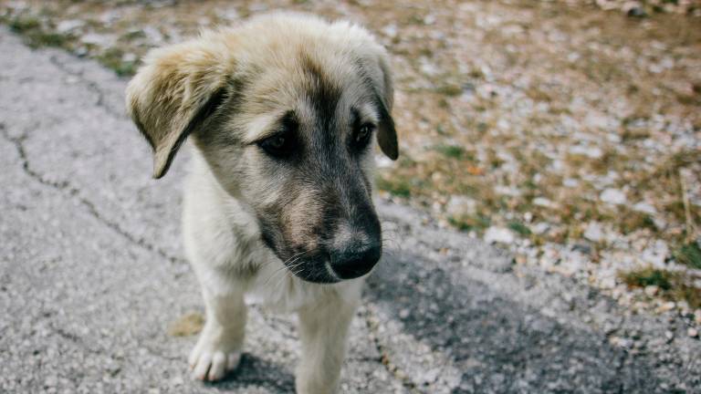 Rimini, benessere degli animali: già 61 segnalazioni alla Polizia Locale nel 2025 Rimini, benessere degli animali: già 61 segnalazioni alla Polizia Locale nel 2025