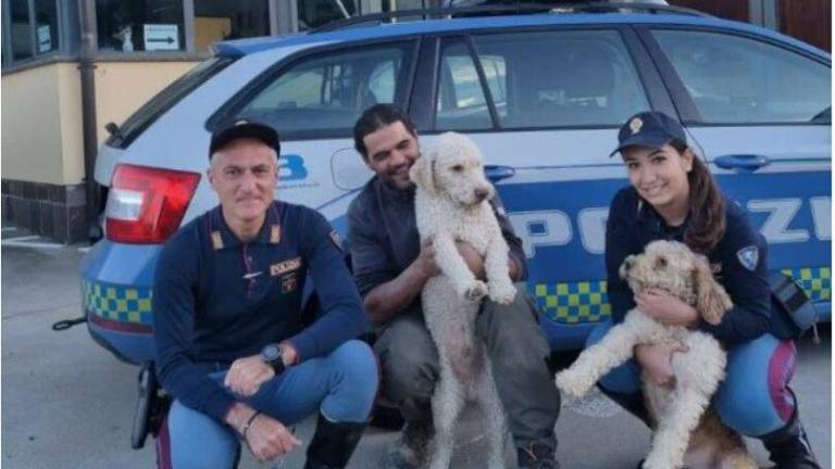 Mercato Saraceno, salvati due cani in mezzo al traffico della E45 Mercato Saraceno, salvati due cani in mezzo al traffico della E45