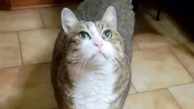 Il gatto Speedy è rimasto orfano ed ora cerca una nuova casa Il gatto Speedy è rimasto orfano ed ora cerca una nuova casa