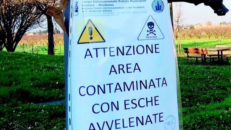 Ancora allarme per gli animali avvelenati Ancora allarme per gli animali avvelenati