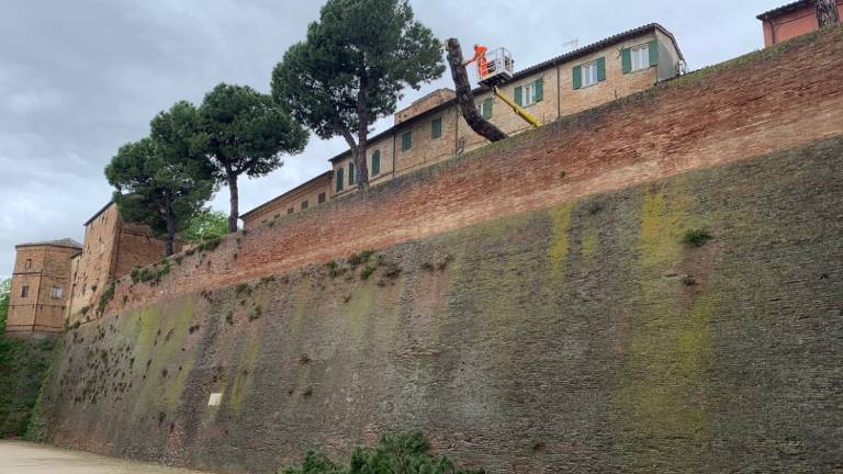 Santarcangelo. Dopo il crollo, studio di stabilità sugli altri pini di via Massani Santarcangelo. Dopo il crollo, studio di stabilità sugli altri pini di via Massani
