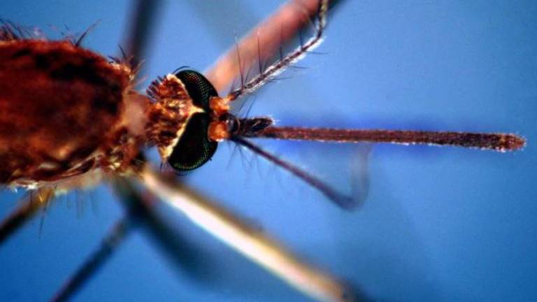 Castel Bolognese. Confermato un caso di virus dengue. Il sindaco: Avviata la disinfestazione Castel Bolognese. Confermato un caso di virus dengue. Il sindaco: Avviata la disinfestazione