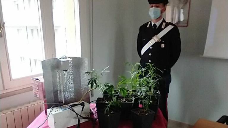 Savignano, salta la corrente per coltivazione di droga: arrestato Savignano, salta la corrente per coltivazione di droga: arrestato