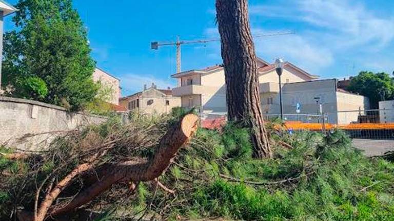 Un albero tagliato in zona stazione Un albero tagliato in zona stazione