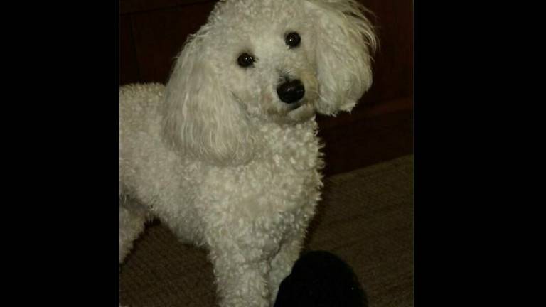 Ravenna, pitbull azzanna e uccide un barboncino Ravenna, pitbull azzanna e uccide un barboncino
