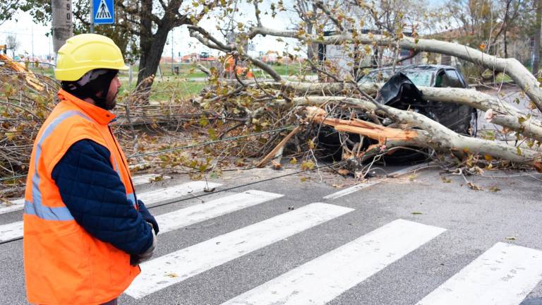 Grossa pianta crolla sull’auto in corsa e trascina i cavi della corrente. Miracolati cinque militari a bordo: andiamo ad accendere un cero Grossa pianta crolla sull’auto in corsa e trascina i cavi della corrente. Miracolati cinque militari a bordo: andiamo ad accendere un cero