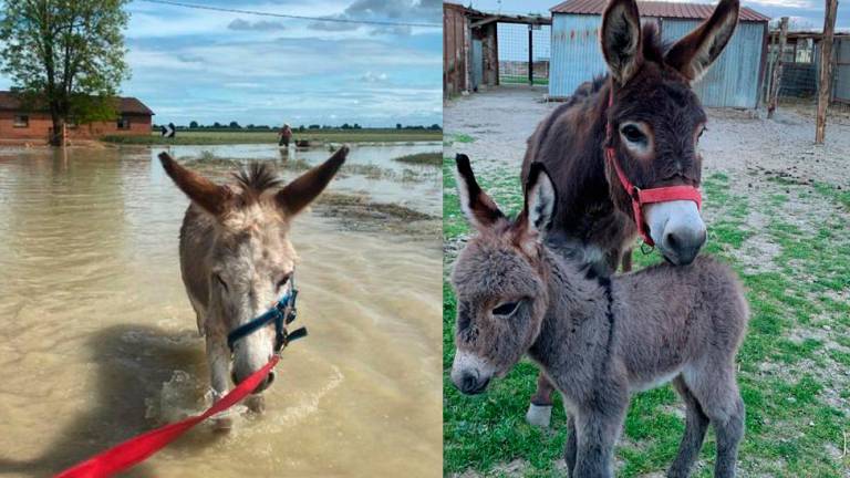 Russi: ecco Pannocchia, il cucciolo di Mais, l’asino simbolo dell’alluvione