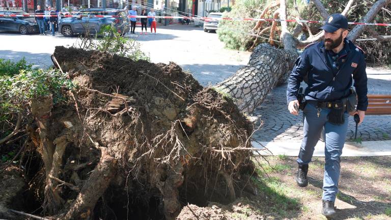 Rimini, crolla un pino, il giornalista Elio Pari: «Un miracolo per tutti noi tre coinvolti! I fili del filobus hanno attutito la caduta» Rimini, crolla un pino, il giornalista Elio Pari: «Un miracolo per tutti noi tre coinvolti! I fili del filobus hanno attutito la caduta»